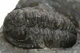 Detailed Proetid (Gerastos) Trilobite Fossil - Morocco #325846-3